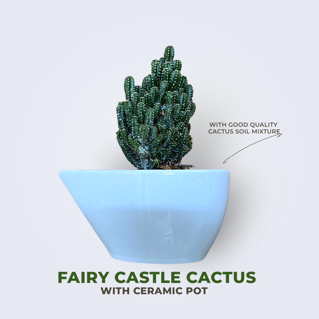 Fairy Castle Cactus with Special Ceramic Tub