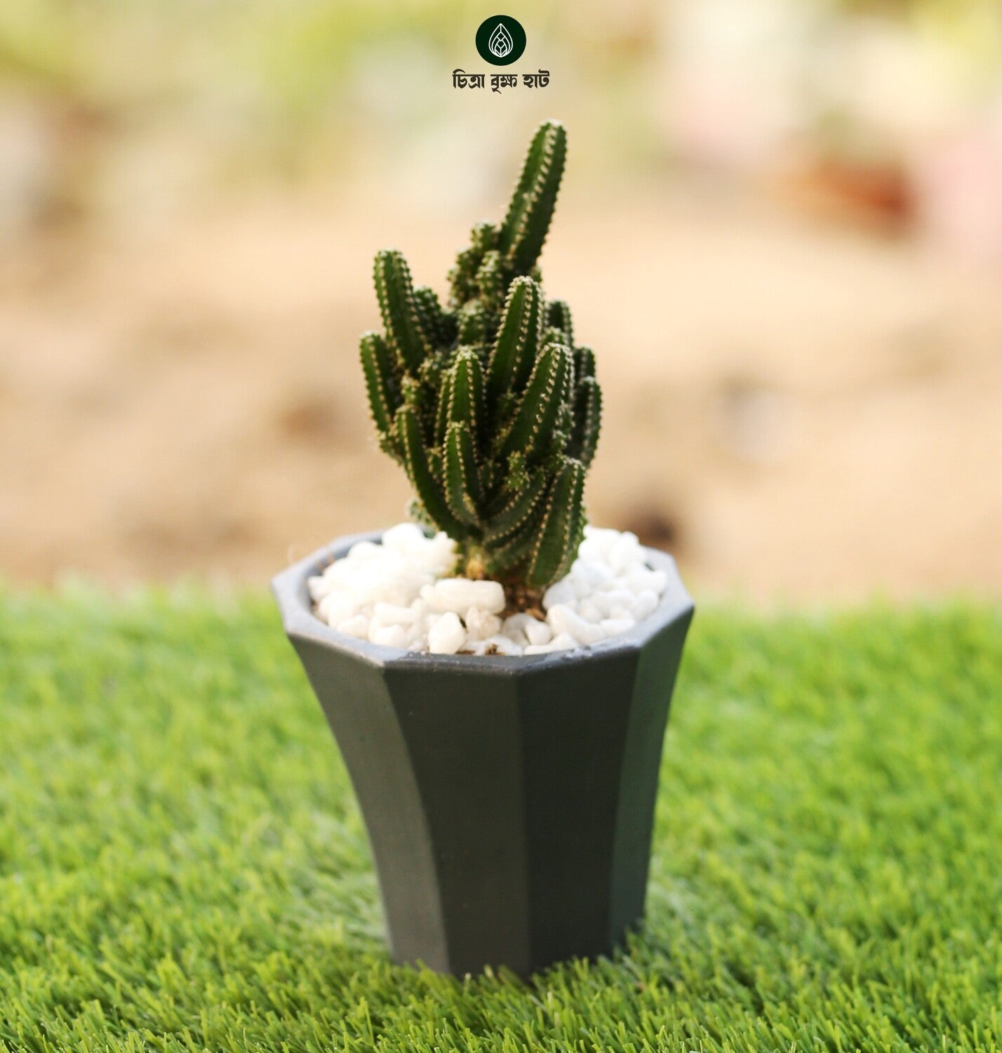 Fairy Castle Cactus with Cement Planter