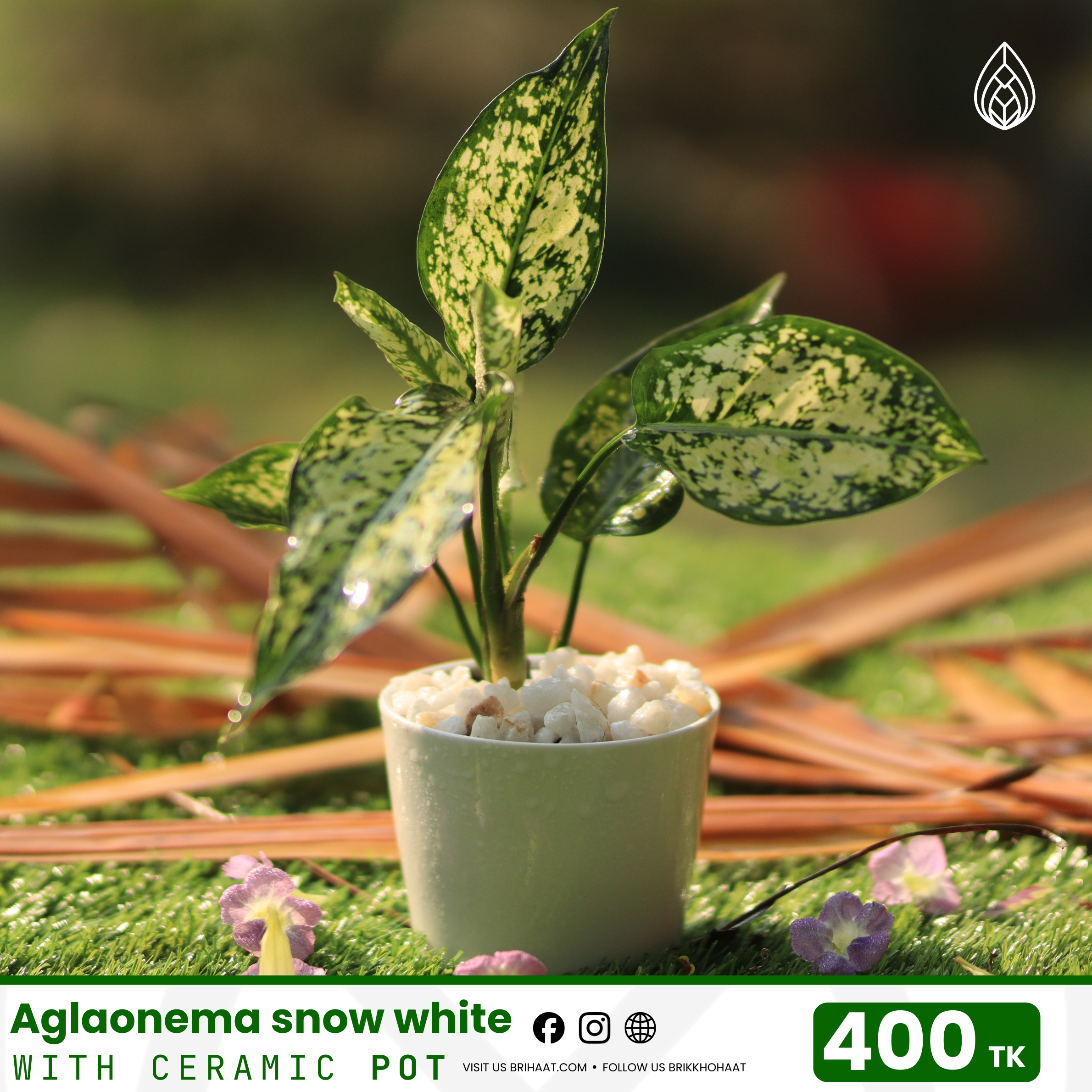 Aglaonema snow white