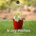 Njoy pothos