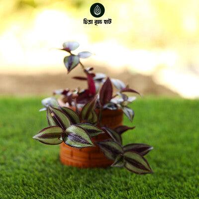 Zebra Lota, Inch Plant