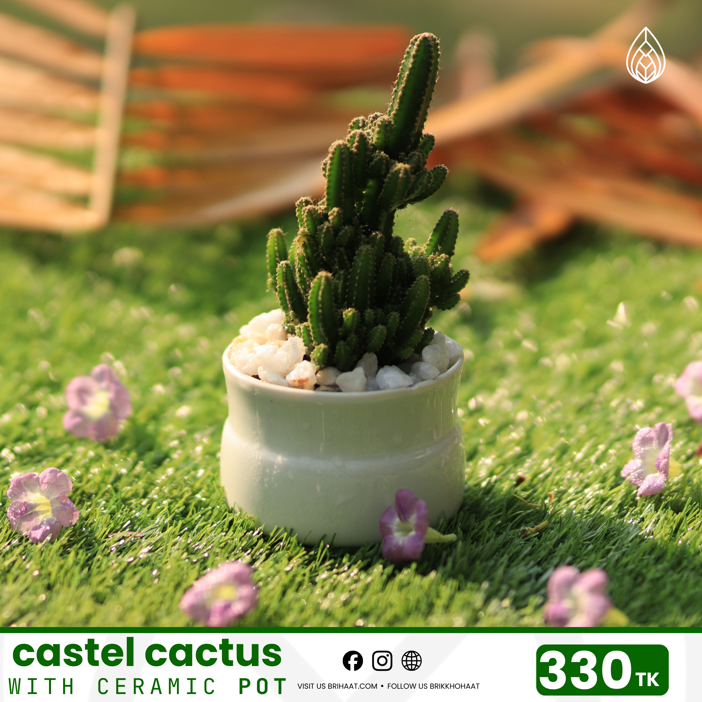 Castle cactus
