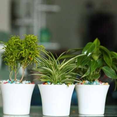 student combo semi indoor 41