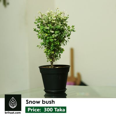 Snow Bush