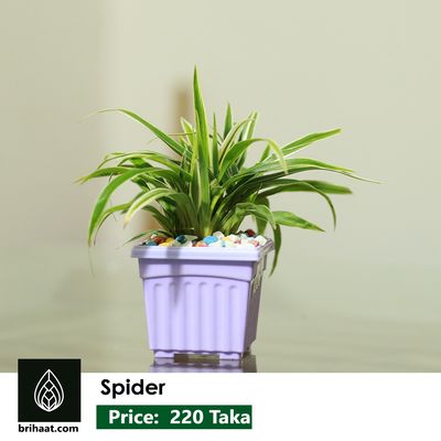 spider with squre pot