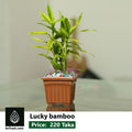 Lucky bamboo with square pot
