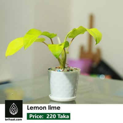 Lemon lime with tub and tray