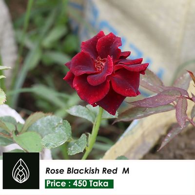 Rose Dark Maroon