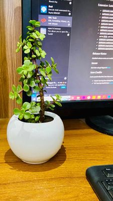 Z with Ciramic Round Planter