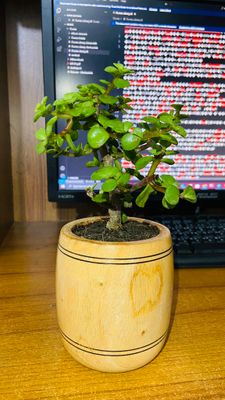Z Bonsai With Wood Pot