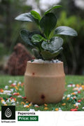Peperomia With Wood Pot