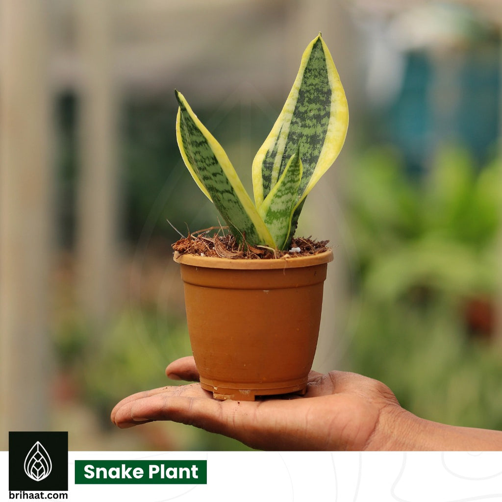 Snake Plant