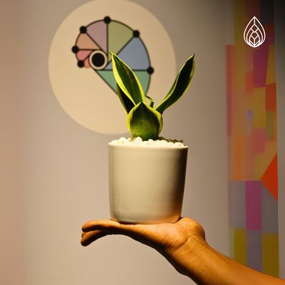 Snake Yellow with ceramic pot