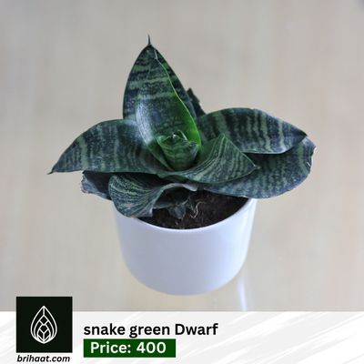 Snake Green Dwarf