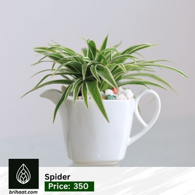 Spider with ciramic pot