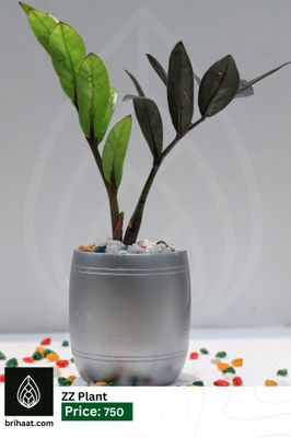ZZ plant