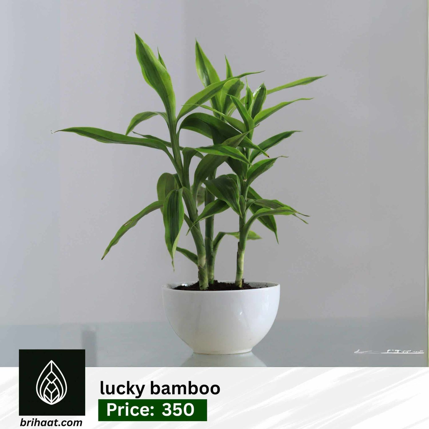 Lucky bamboo ciramic