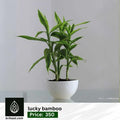 lucky bamboo