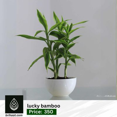 lucky bamboo