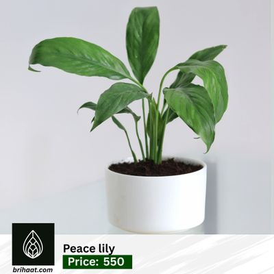 Peace lily