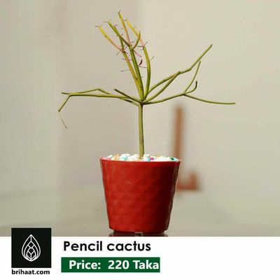 Pencil cactus