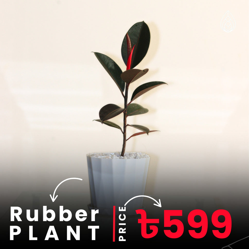 Rubber Plant