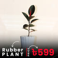 Rubber Plant