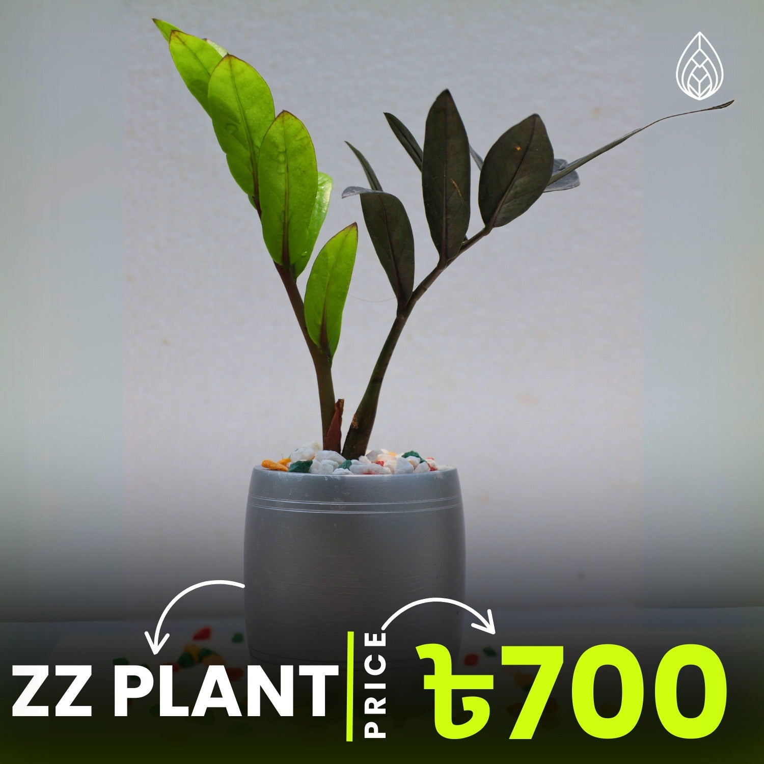 z z plant