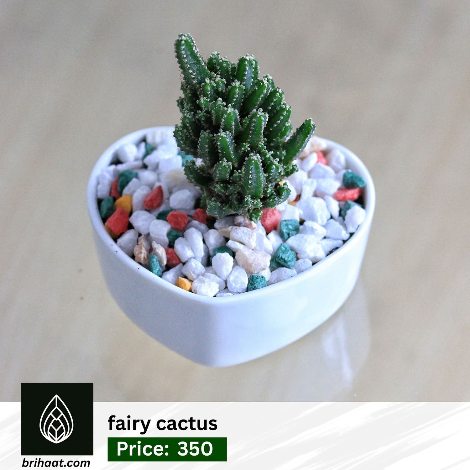 Fairy cactus