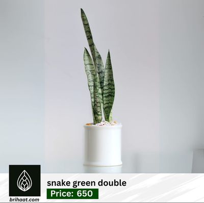Snake green double