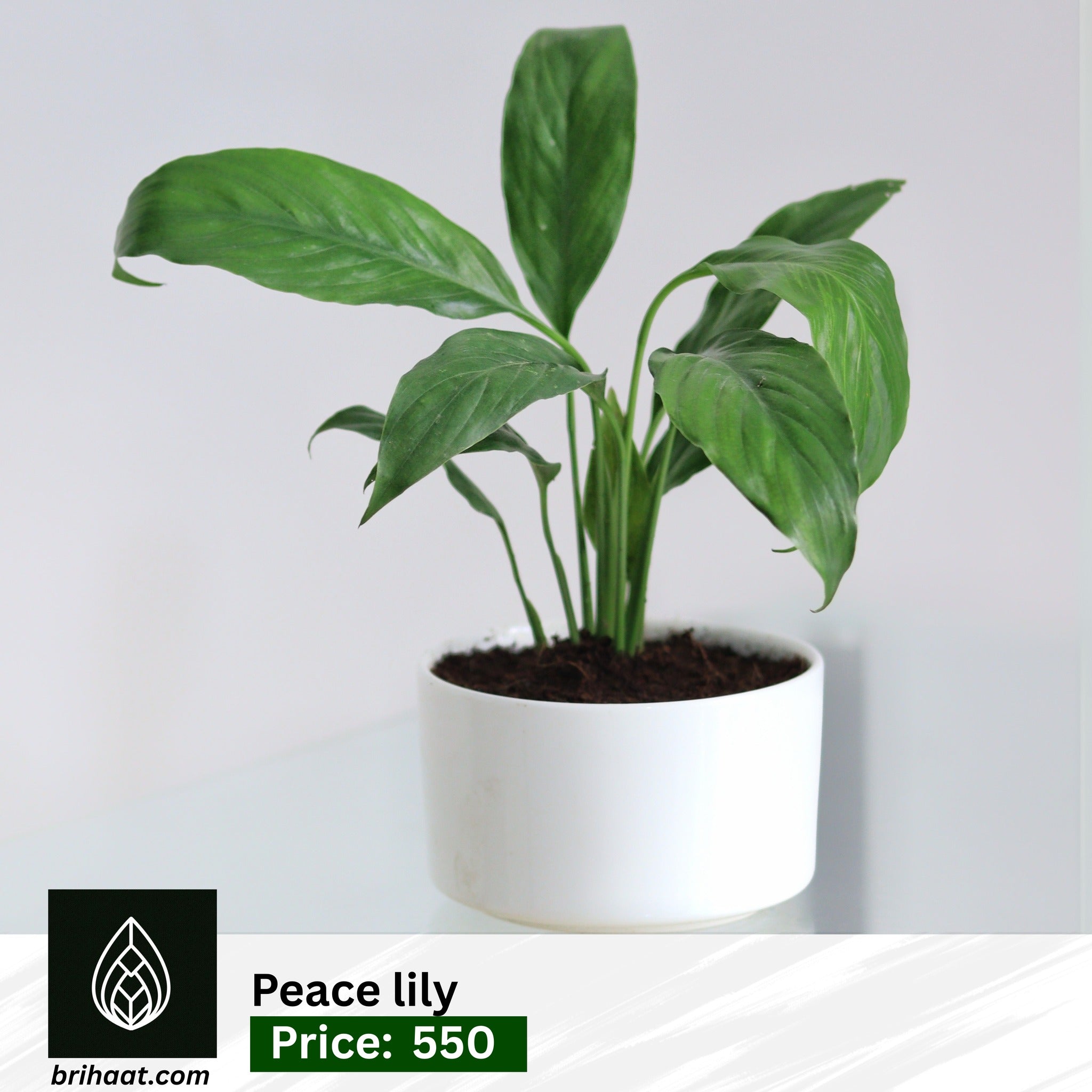 peace lily with ceramic pot