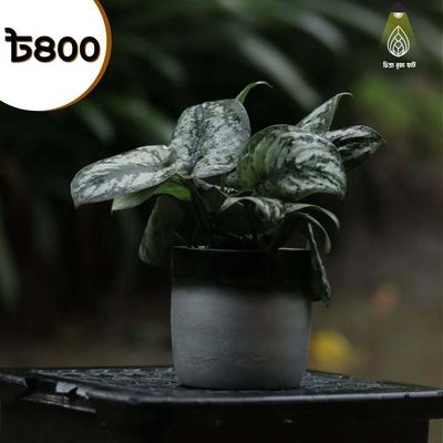Silver pothos