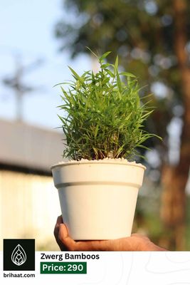 Zwerg bamboos