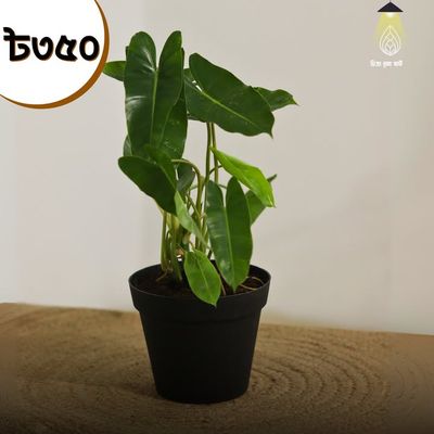 Philodendron