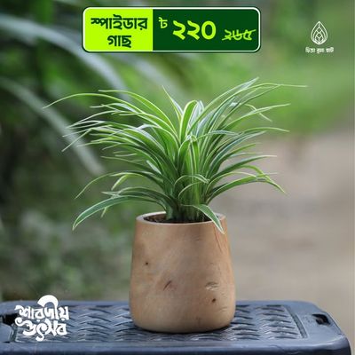 Spider with wooden pot