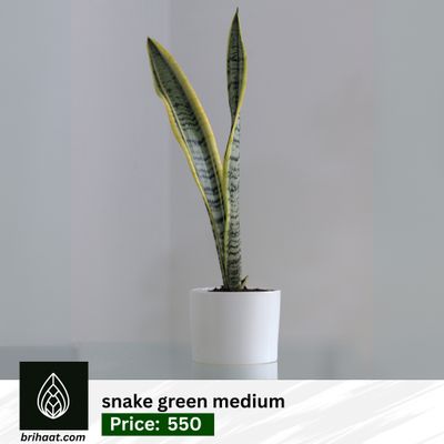 Snake green medium