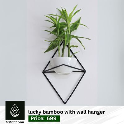 Lucky bamboo wall planter