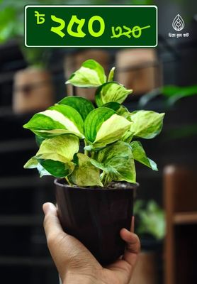 Manjula pothos