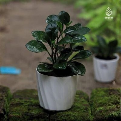 Peperomia plant