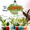 Combo Plants (10)