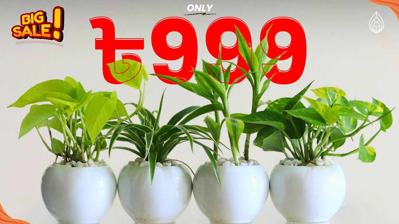 Spider ,pothos & lucky bamboo combo