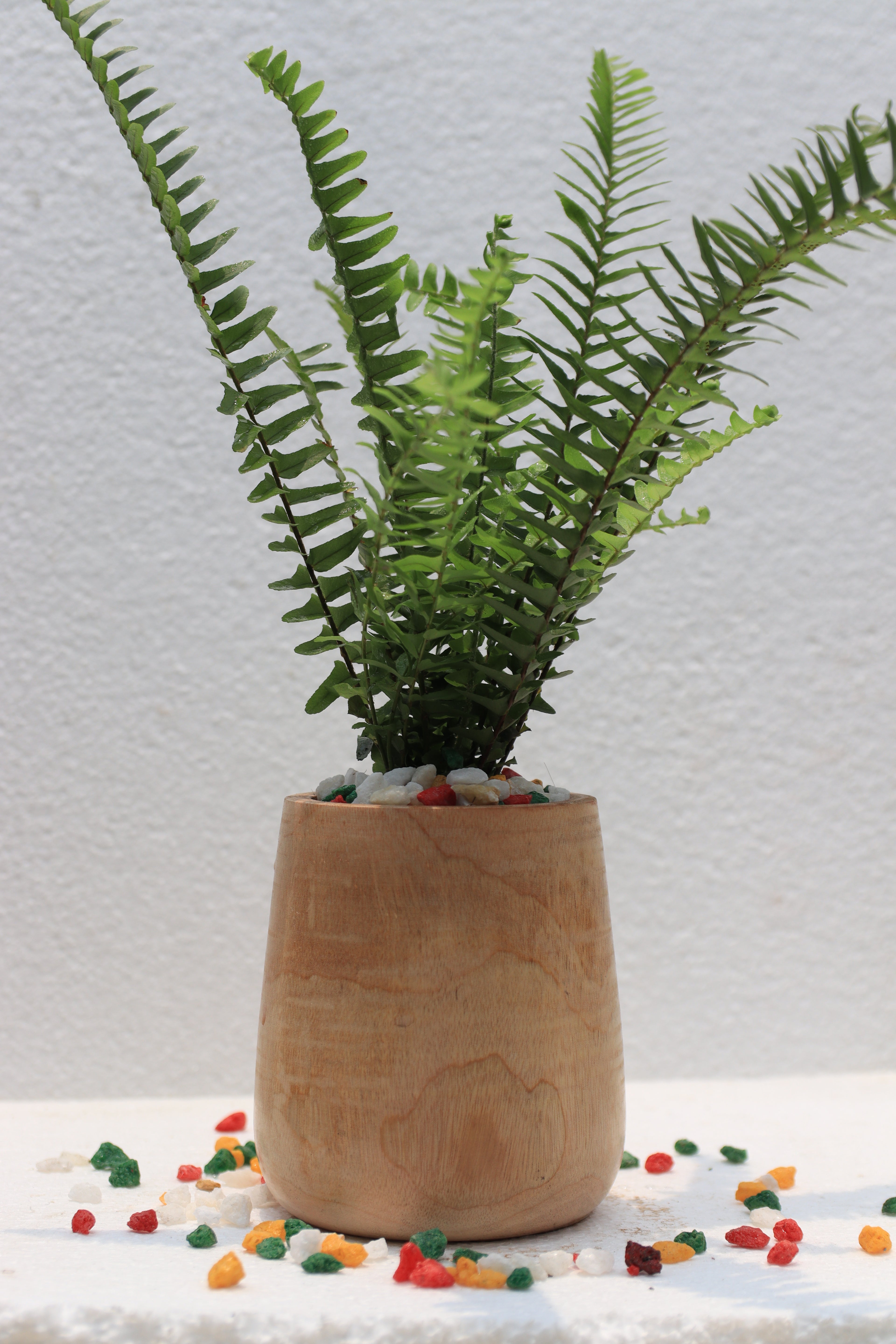 Boston Fern