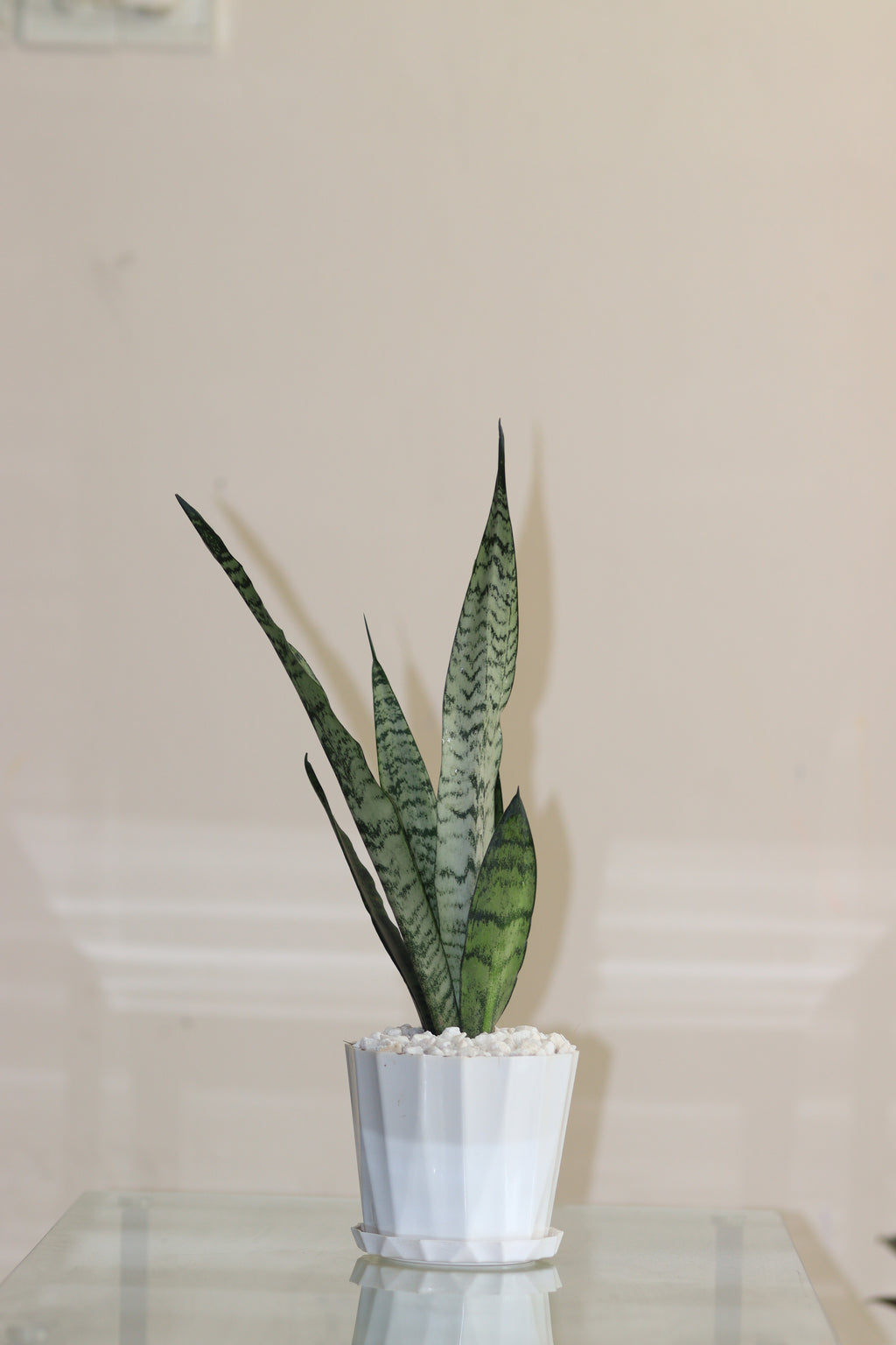 Snake Plant