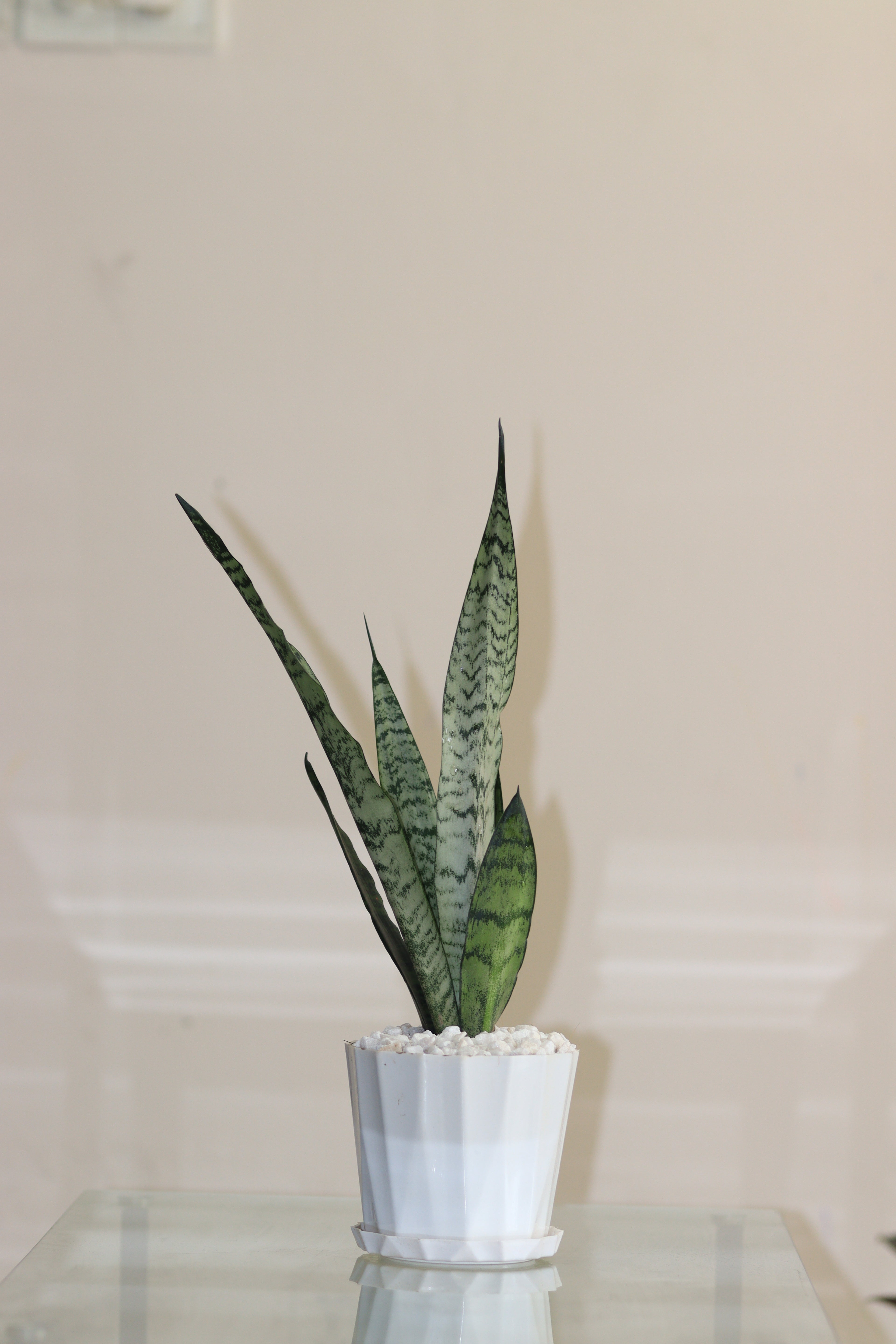 Snake Plant