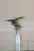 Asperagas Fern Long with Ciramic Planter