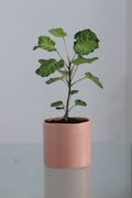 Balfour Aralia (White Tub)