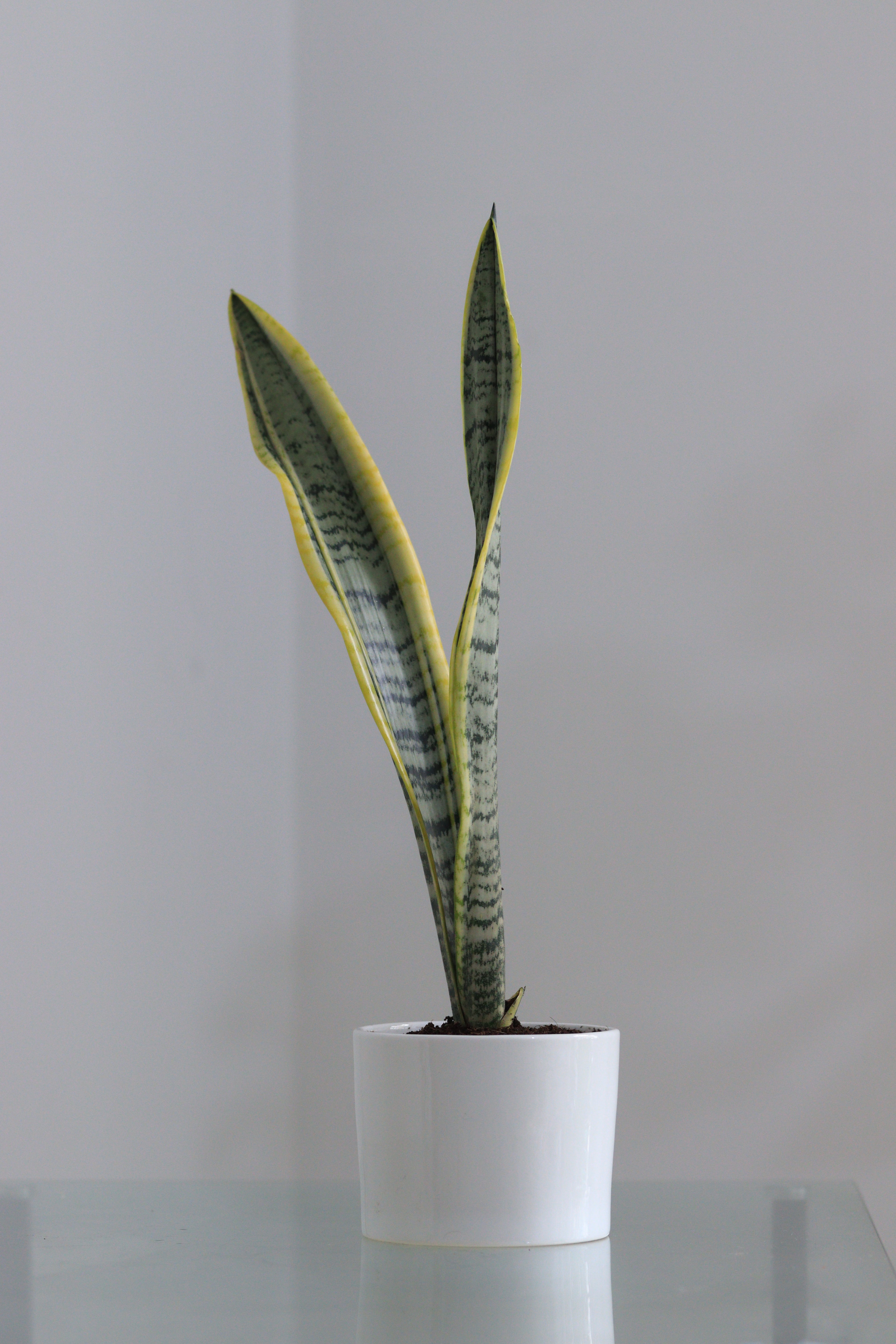 Snake Plant