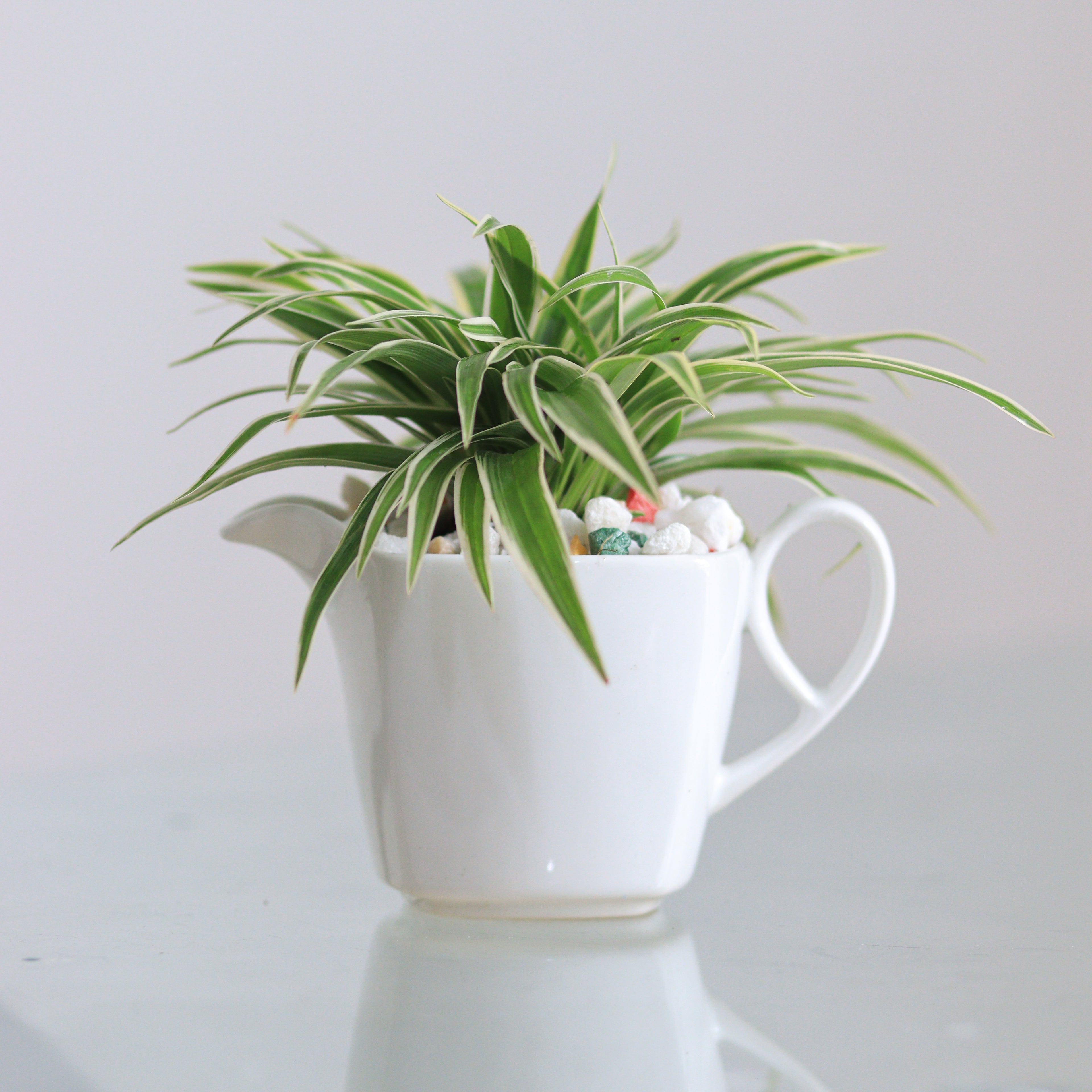 Spider Plant