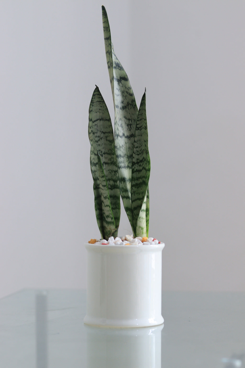 Snake Plant