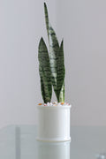 Snake Plant